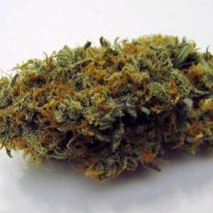 Santa Sativa – Sweet Pine, Citrus