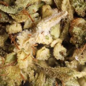 OG Poison – Pungent Pine, Chemical Gas