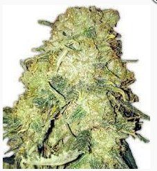 Bubba Kush – Classic Coffee_Earth Flavor