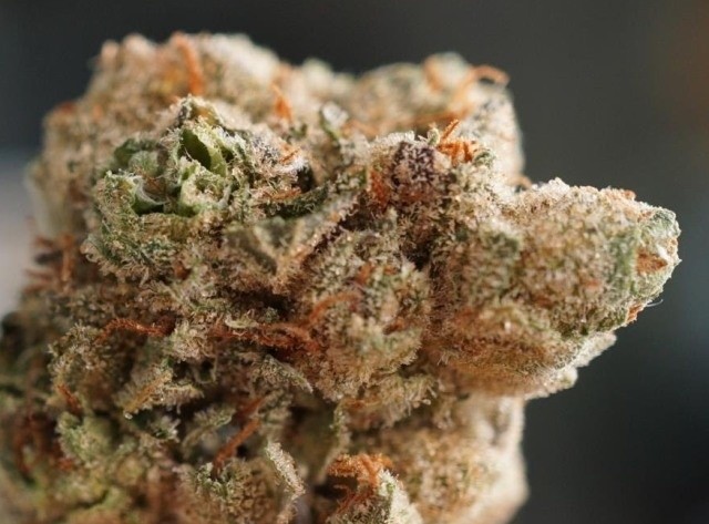 Critical Purple – Fruity Sweet Aroma
