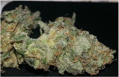 Ice Bomb – Frosty Sweet Chocolate Aroma