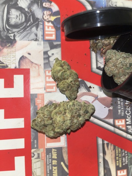 Mr. Nasty – Pungent Diesel Aroma - Bundle