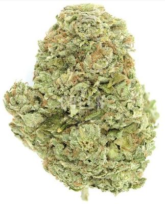 OG Kush – Classic Gas & Pine Aroma